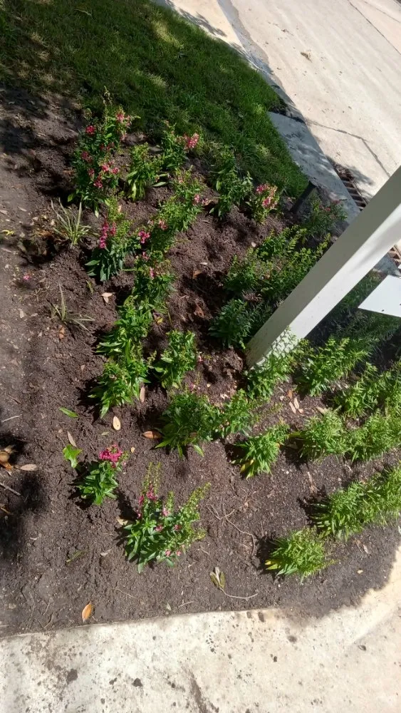 Expert yard cleanup service in Houston, TX by Eden Paradise Landscape