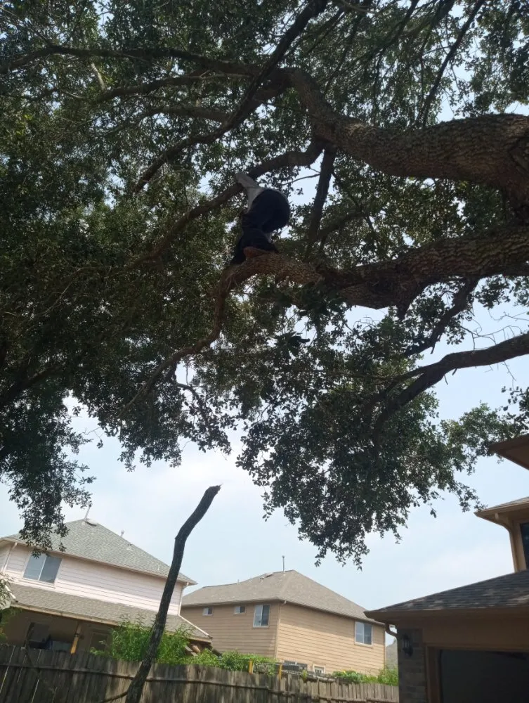 Reliable yard cleanup service for residential properties across Houston, TX - Eden Paradise Landscape