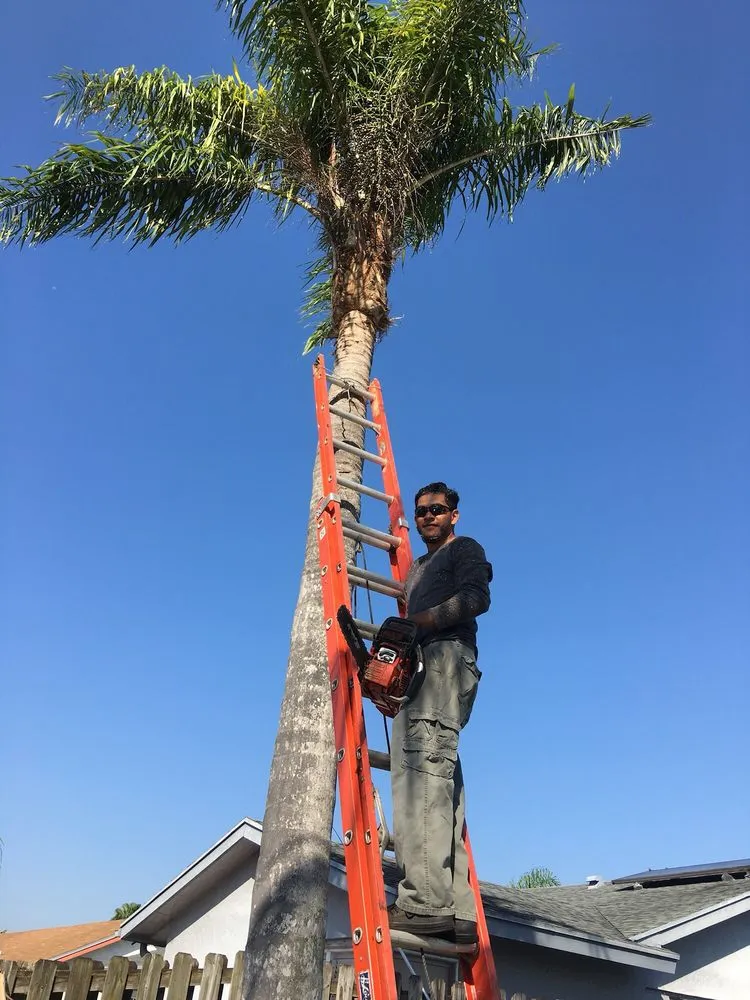 Custom outdoor landscaping for year-round maintenance across Hollywood, FL - Edenn Landscaping