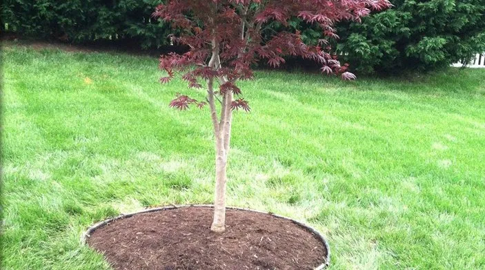 Reliable lawn care service for residential properties across Gaithersburg, MD - Eden's Garden