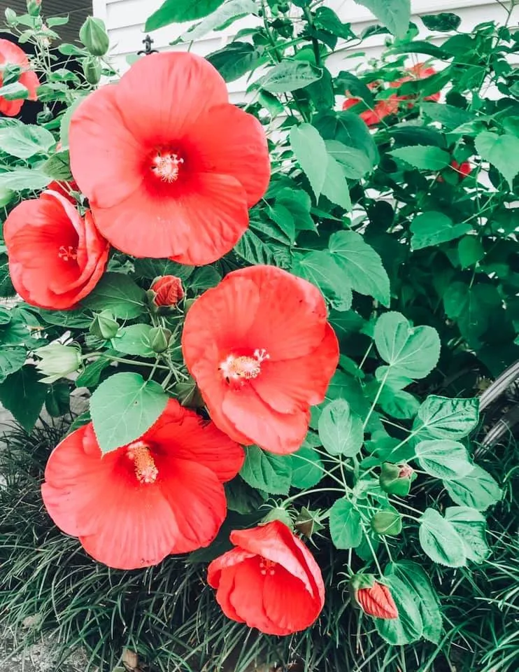 Top-rated outdoor landscaping in Lafayette, LA - EdenScapes