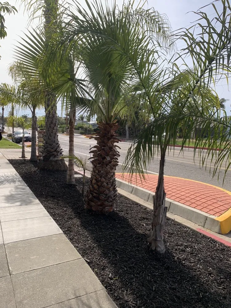 Local yard maintenance with custom design across San Marcos, CA - EdenView Gardening Services