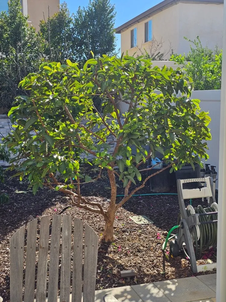 Reliable lawn mowing service in Riverside, CA - Eder Tree Service and Lawn Maintenance