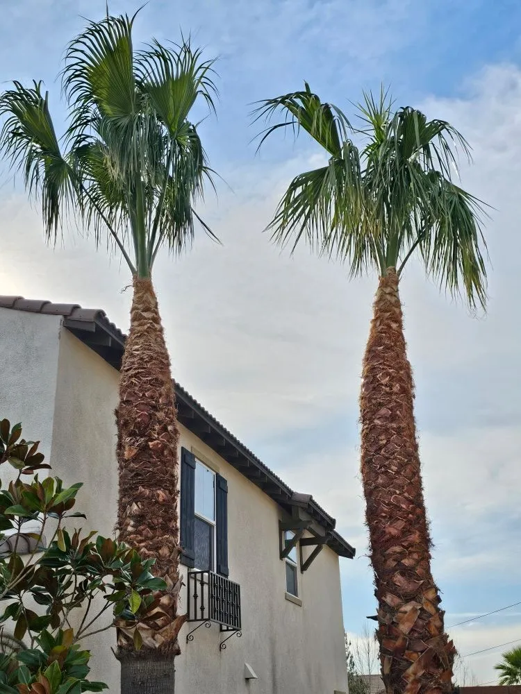 Trusted outdoor landscaping in Riverside, CA - Eder Tree Service and Lawn Maintenance