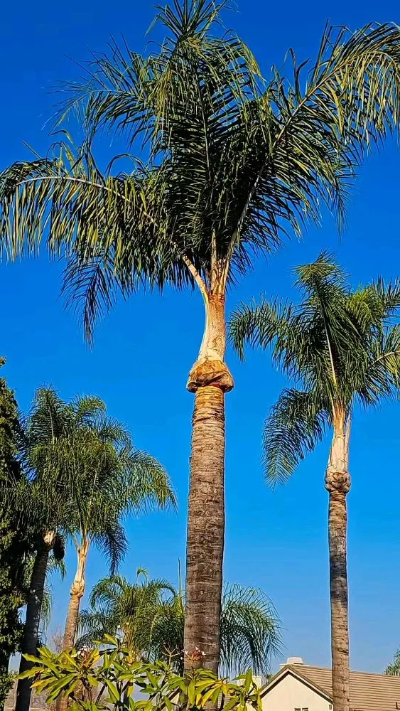 Trusted residential landscaping near you across Riverside, CA - Eder Tree Service and Lawn Maintenance