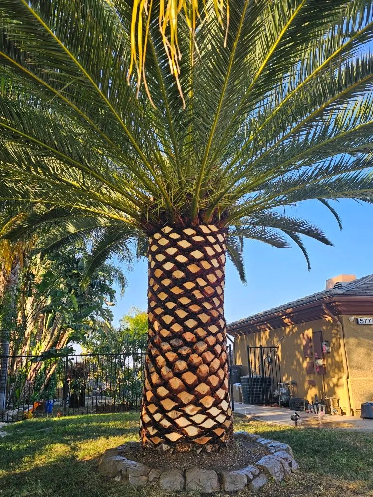 Affordable lawn mowing service experts serving Riverside, CA - Eder Tree Service and Lawn Maintenance