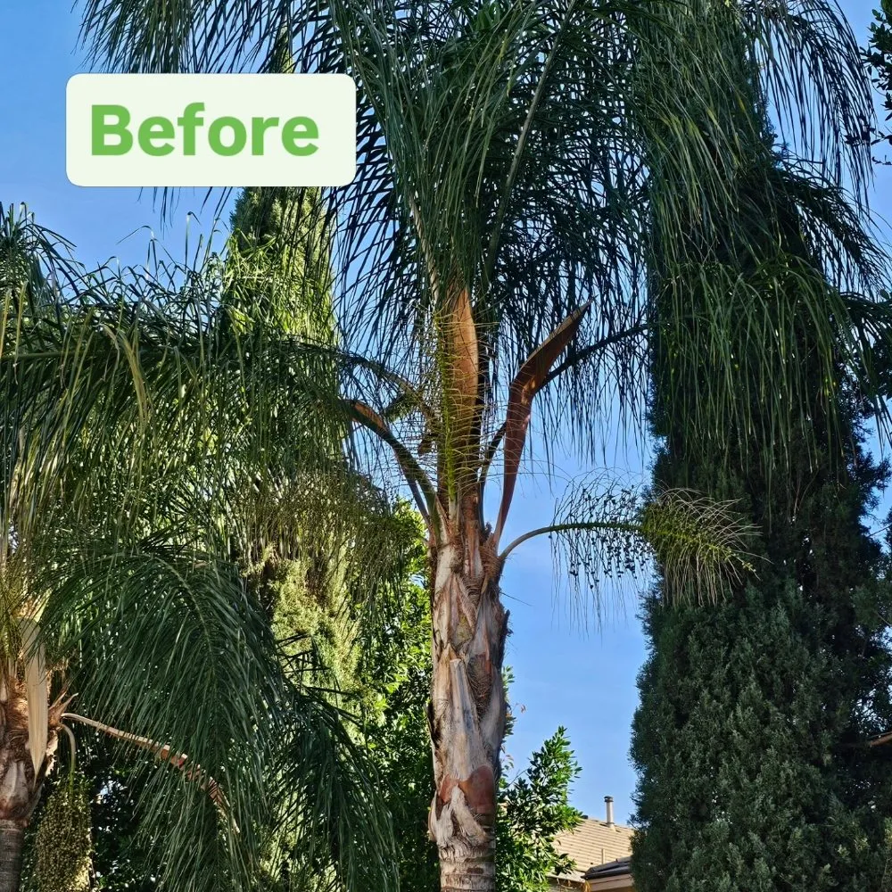 Trusted landscape installation with custom design in Riverside, CA by Eder Tree Service and Lawn Maintenance