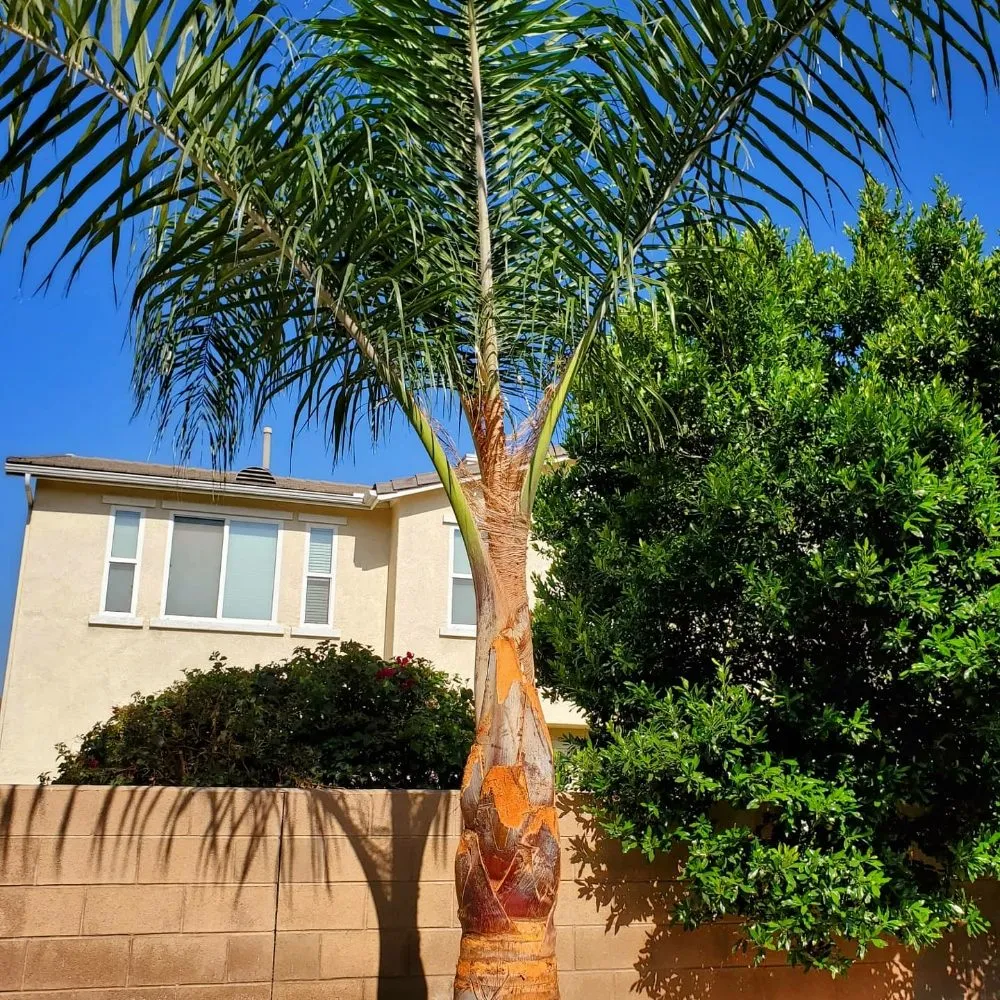 Top-rated landscape design in Riverside, CA - Eder Tree Service and Lawn Maintenance