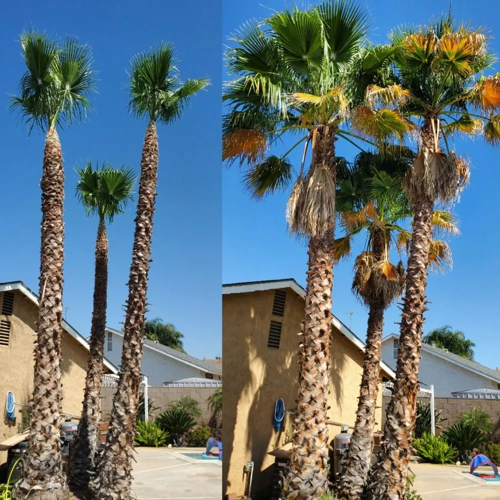 Local outdoor landscaping experts serving Riverside, CA - Eder Tree Service and Lawn Maintenance