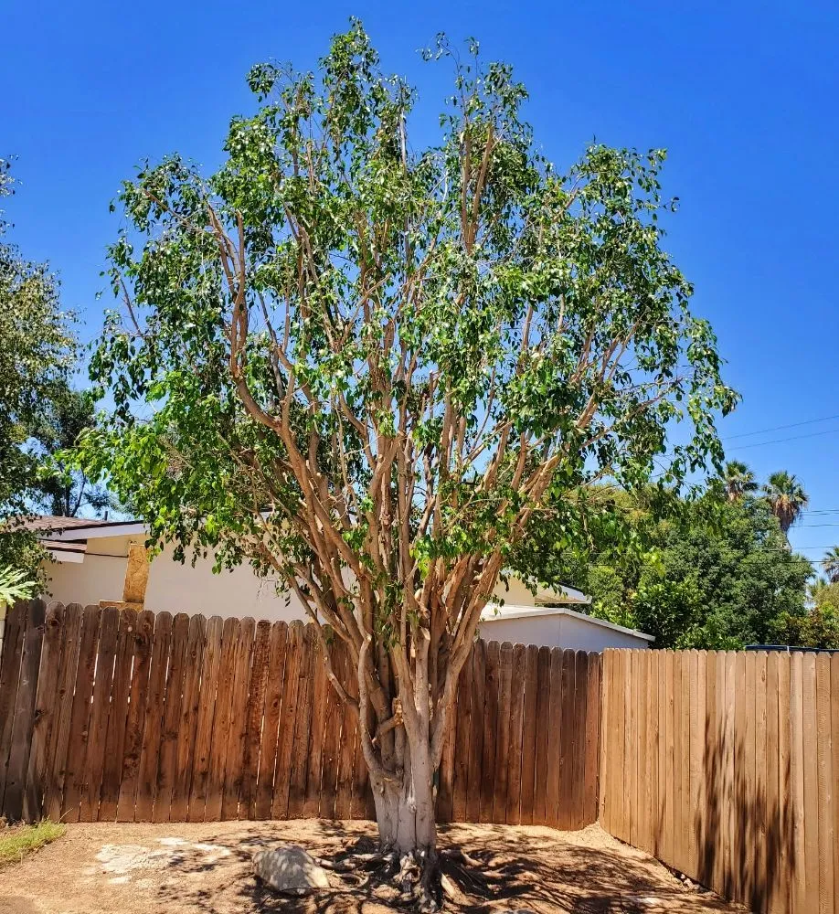 Reliable yard maintenance experts serving Riverside, CA - Eder Tree Service and Lawn Maintenance