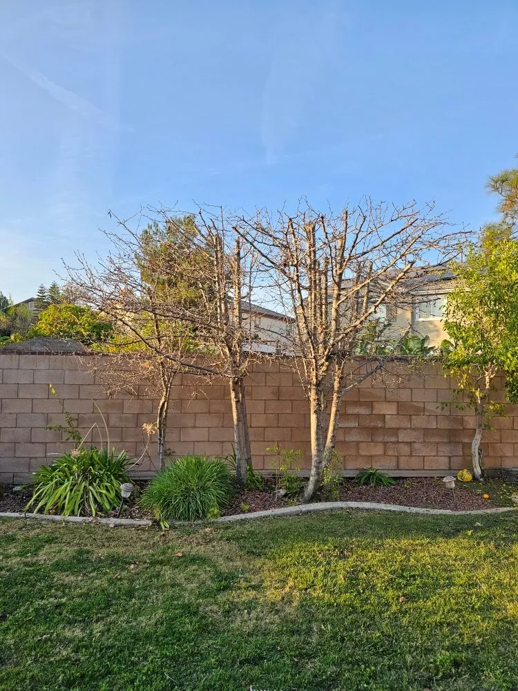 Affordable landscaping services experts serving Riverside, CA - Eder Tree Service and Lawn Maintenance