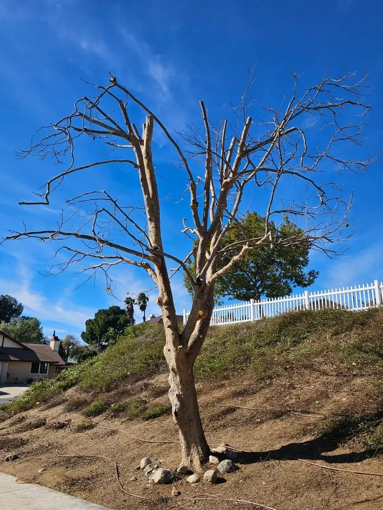 Expert yard cleanup service for homes across Riverside, CA - Eder Tree Service and Lawn Maintenance