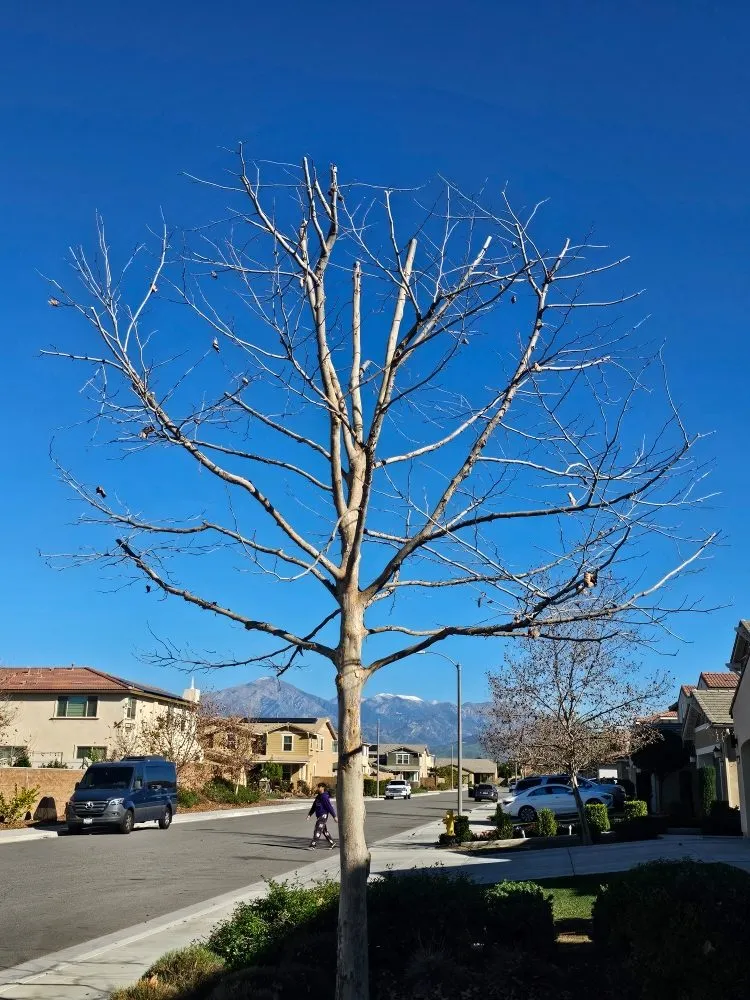 Custom yard cleanup service experts serving Riverside, CA - Eder Tree Service and Lawn Maintenance