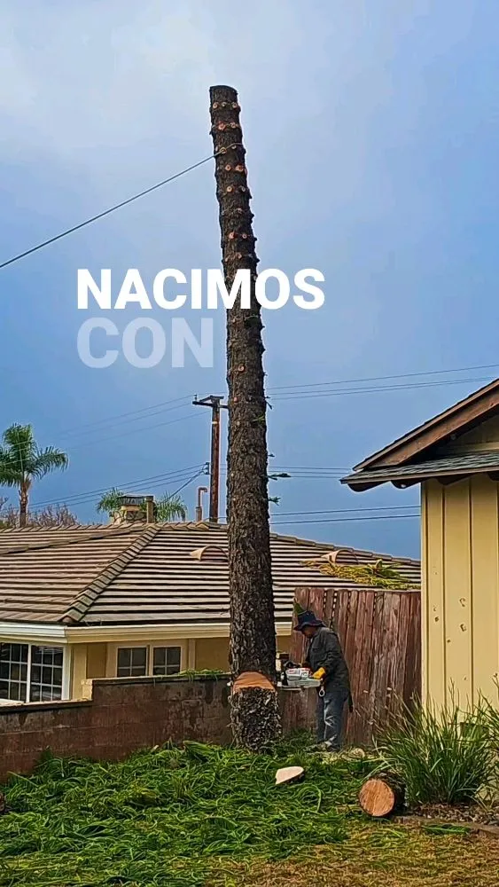 Trusted lawn mowing service in Riverside, CA by Eder Tree Service and Lawn Maintenance