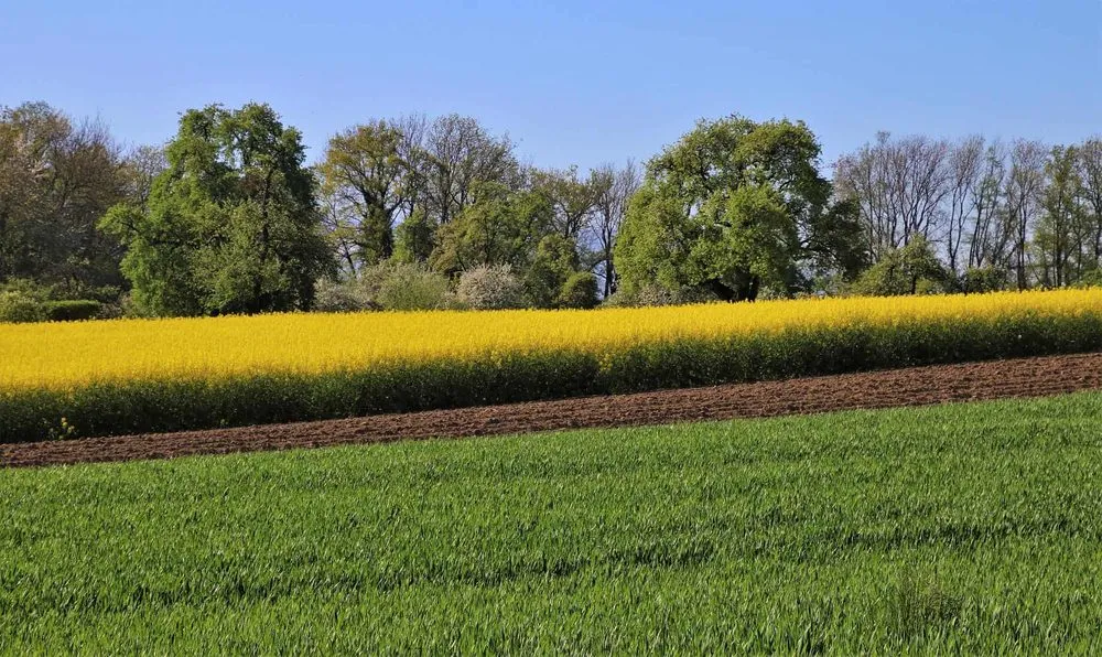 Reliable landscaping services for residential properties across Fort Lauderdale, FL - Edgar Gonzalez Landscaping Services