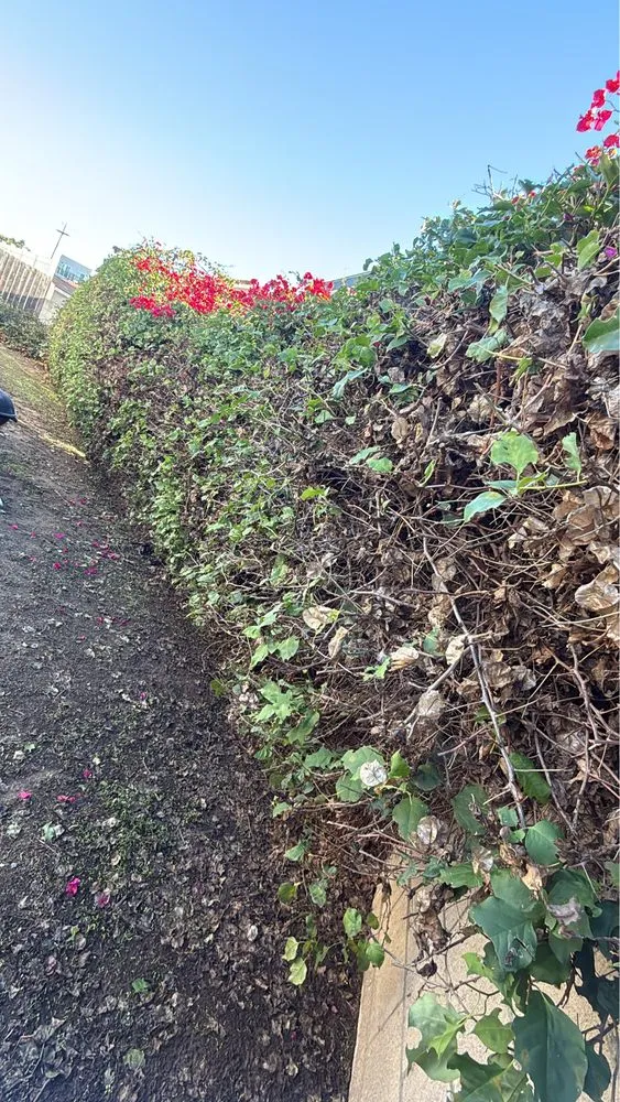 Professional landscaping services experts serving Wilmington, CA - Edgar Landscaping