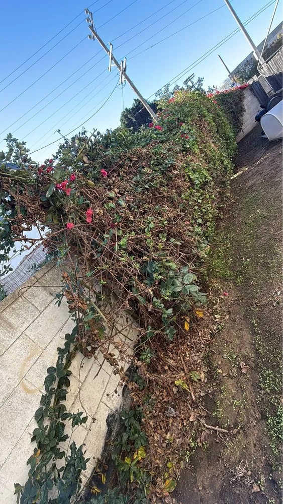 Professional yard maintenance experts serving Wilmington, CA - Edgar Landscaping
