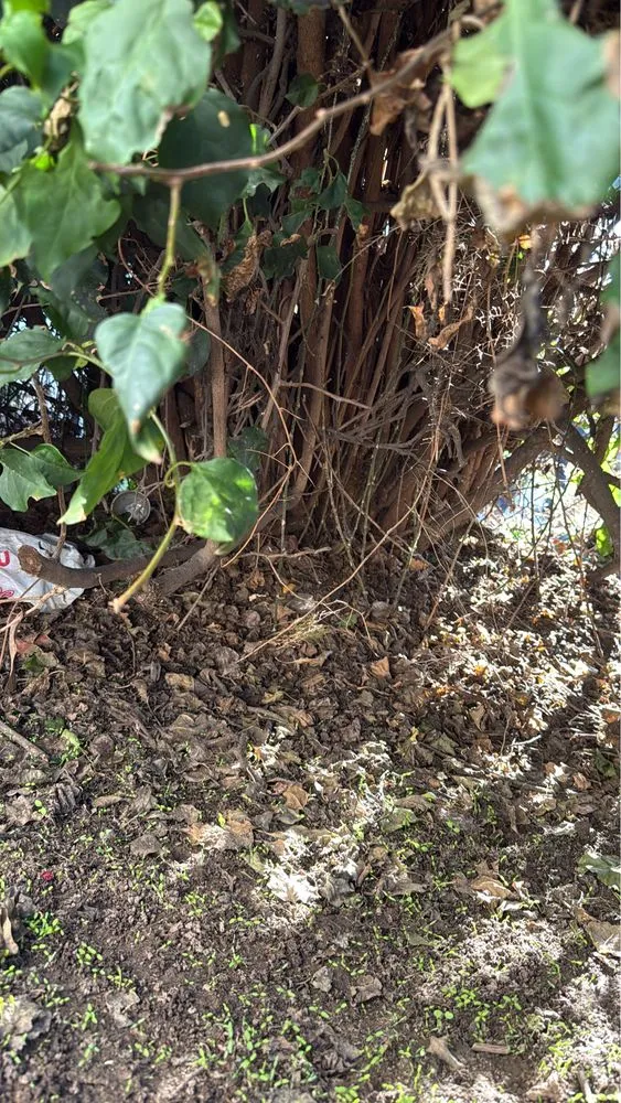 Expert garden landscaping in Wilmington, CA - Edgar Landscaping
