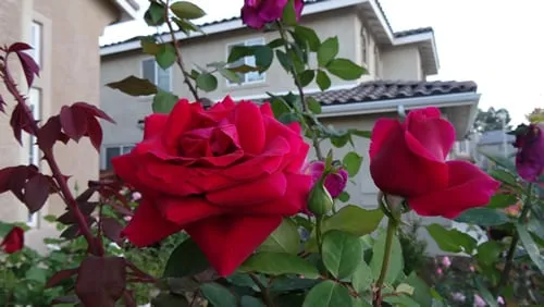 Expert garden landscaping for homes in Moreno Valley, CA by Edgar Lawn & Landscaping