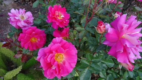 Custom lawn mowing service for year-round maintenance in Moreno Valley, CA by Edgar Lawn & Landscaping