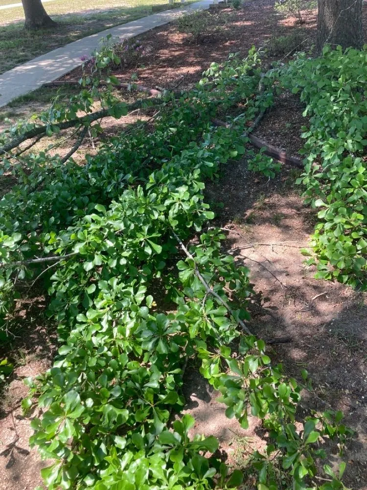 Trusted landscaping services for beautiful yards in Durham, NC by Edgar Mora