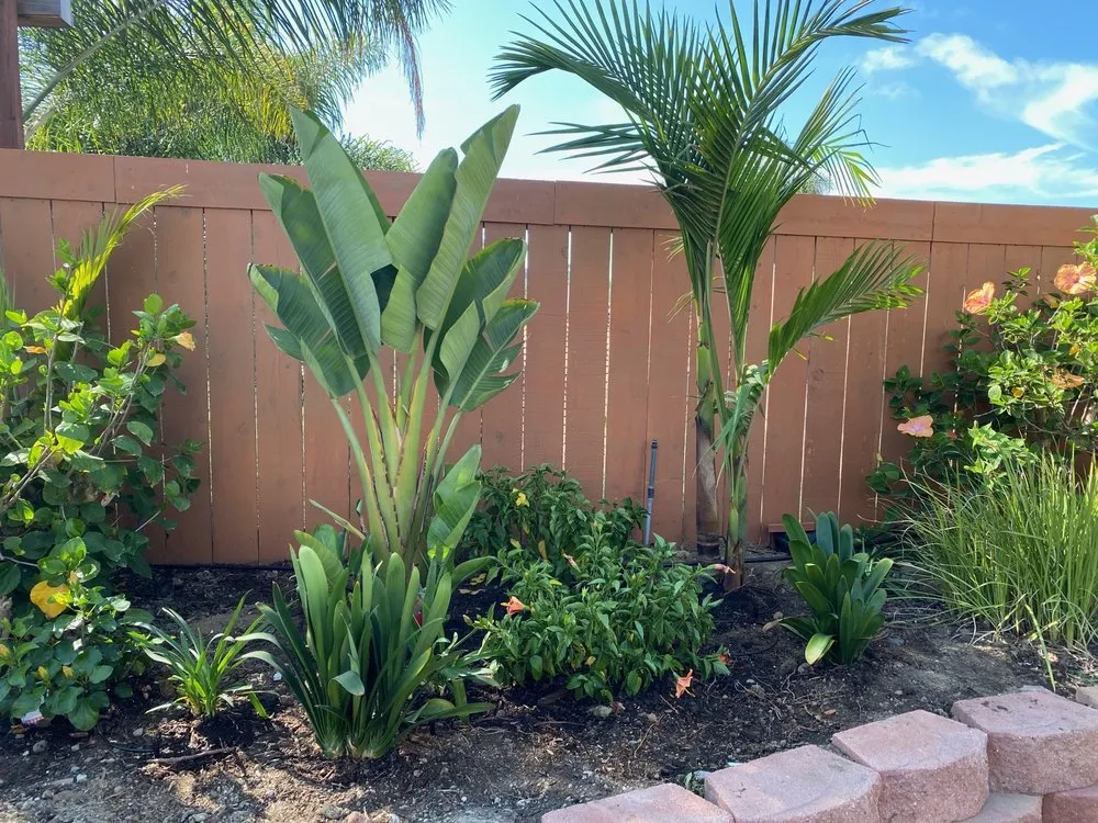 Custom outdoor landscaping for homes in Carlsbad, CA by Edgar Morales Gardening