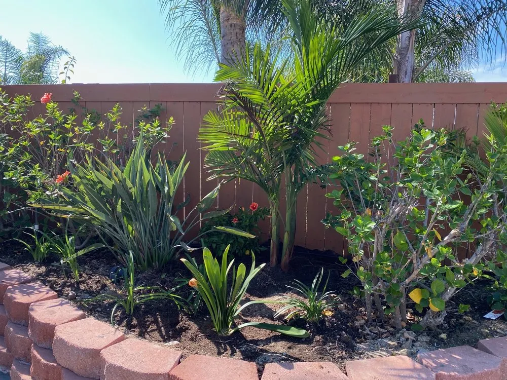 Expert yard cleanup service for homes across Carlsbad, CA - Edgar Morales Gardening