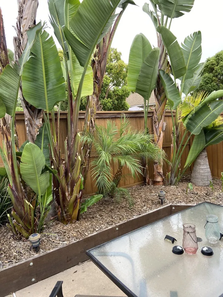 Top-rated landscape installation experts serving Carlsbad, CA - Edgar Morales Gardening
