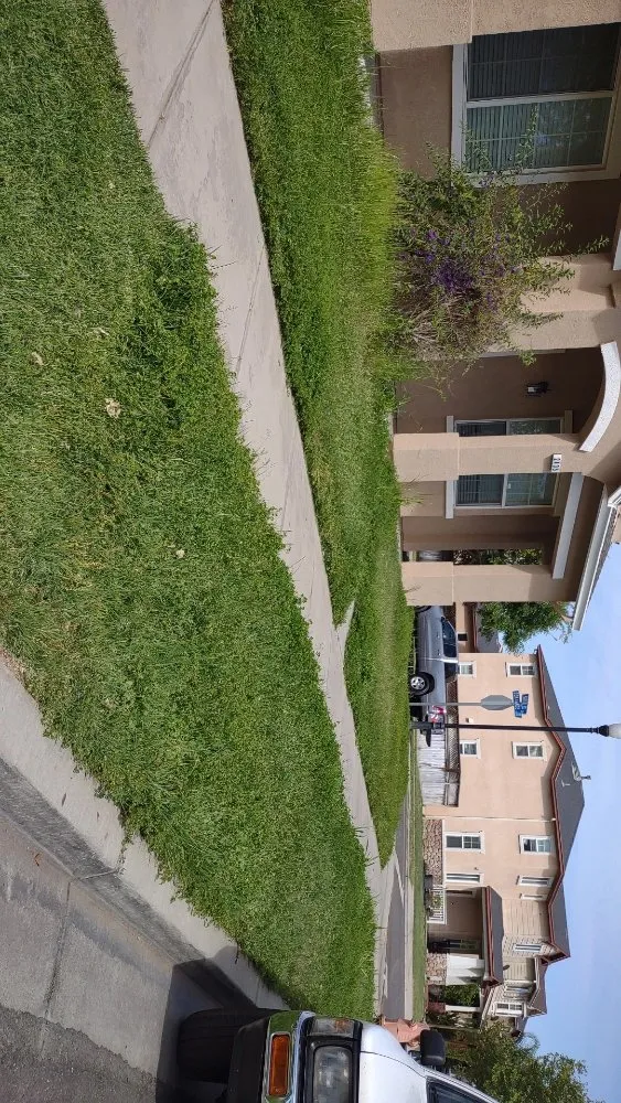 Local yard maintenance for year-round maintenance in Turlock, CA by Edgar Ser