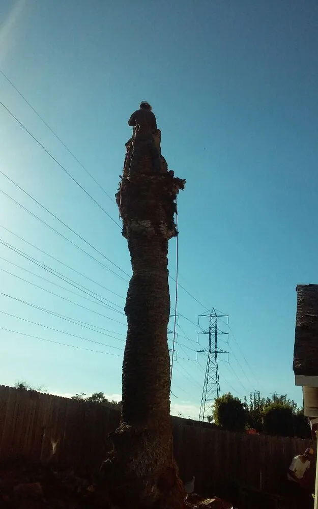 Reliable garden landscaping in Pasadena, CA - Edgar's Gardening and Tree Service