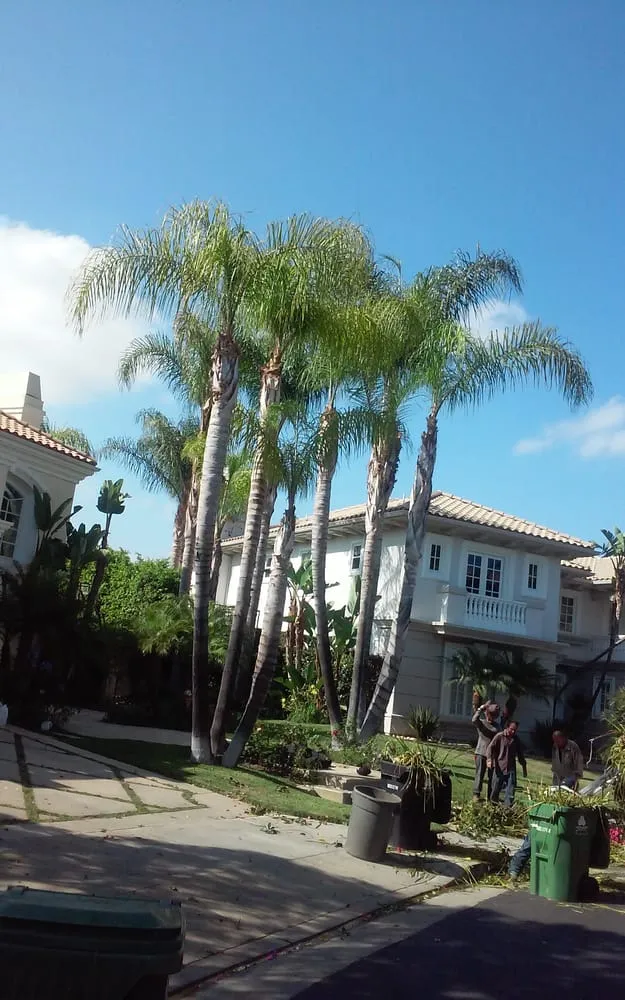 Affordable landscaping services for year-round maintenance in Pasadena, CA by Edgar's Gardening and Tree Service