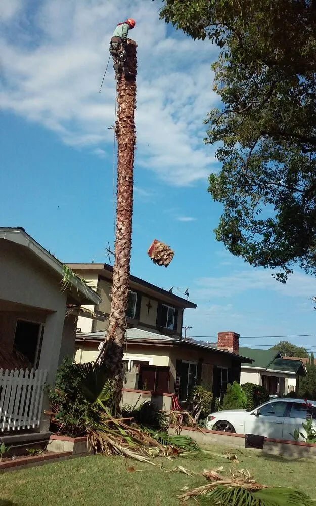 Custom lawn care service for residential properties in Pasadena, CA by Edgar's Gardening and Tree Service