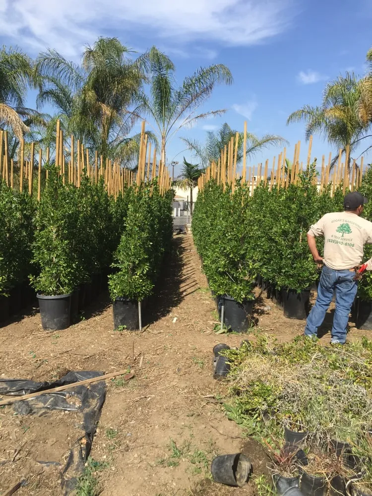 Top-rated residential landscaping experts serving Pasadena, CA - Edgar's Gardening and Tree Service