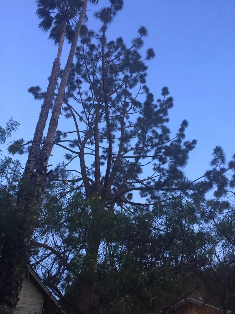 Reliable garden landscaping in Pasadena, CA by Edgar's Gardening and Tree Service