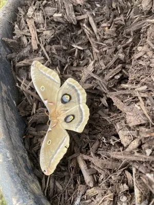 Edgar’s Landscaping Logo