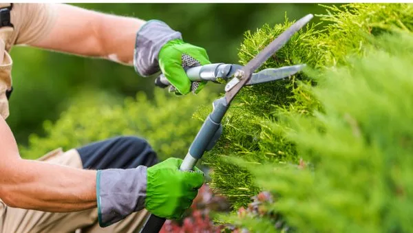 Edgar's Landscaping Logo