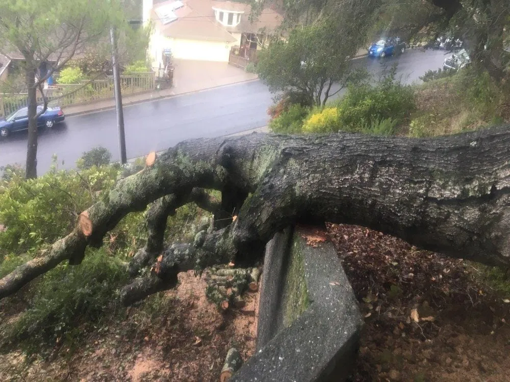 Affordable landscape design in Novato, CA - Edgar's Tree Service & Landscape