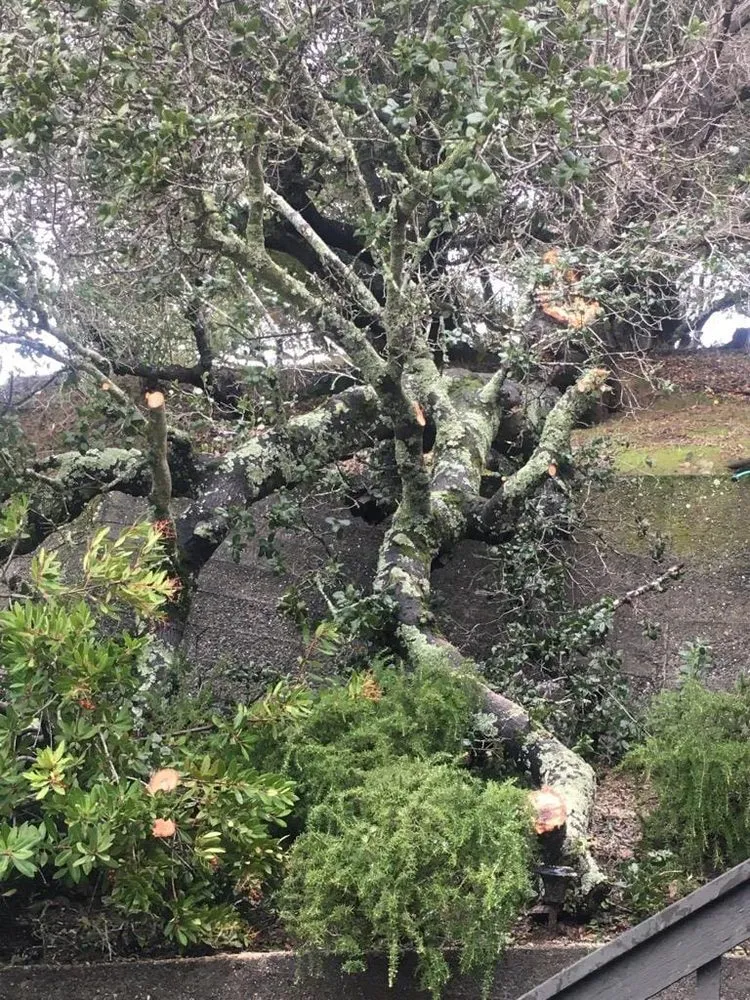 Expert yard maintenance with custom design across Novato, CA - Edgar's Tree Service & Landscape