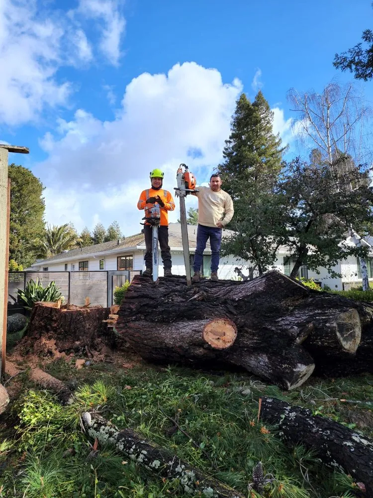 Affordable garden landscaping for beautiful yards in Novato, CA by Edgar's Tree Service & Landscape