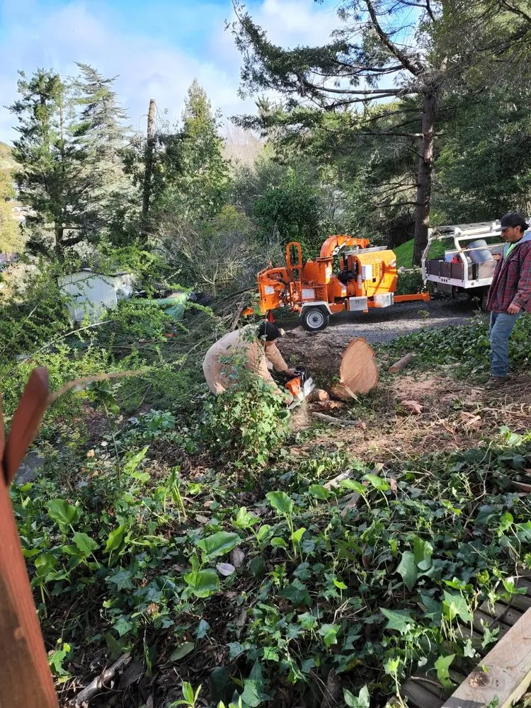 Trusted outdoor landscaping in Novato, CA - Edgar's Tree Service & Landscape
