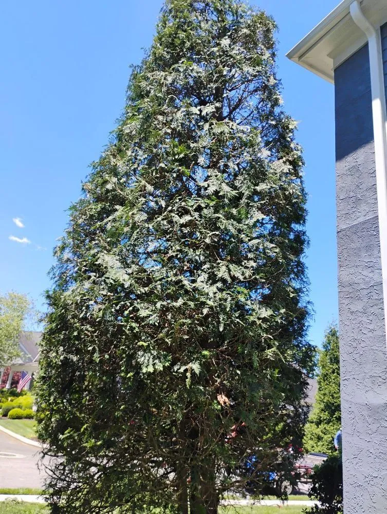 Custom yard cleanup service for beautiful yards in Rossville, GA by Edge Control Outdoor Services