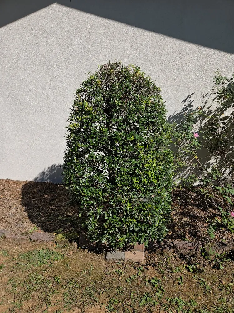 Trusted lawn mowing service near you in Rossville, GA by Edge Control Outdoor Services