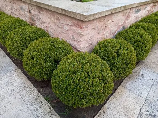 Reliable garden landscaping in Vista, CA - Edge Landscaping