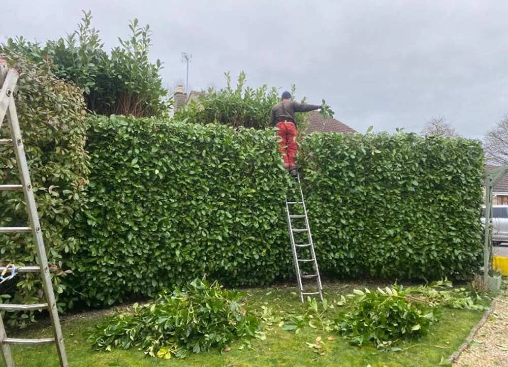 Reliable lawn mowing service in Vista, CA - Edge Landscaping