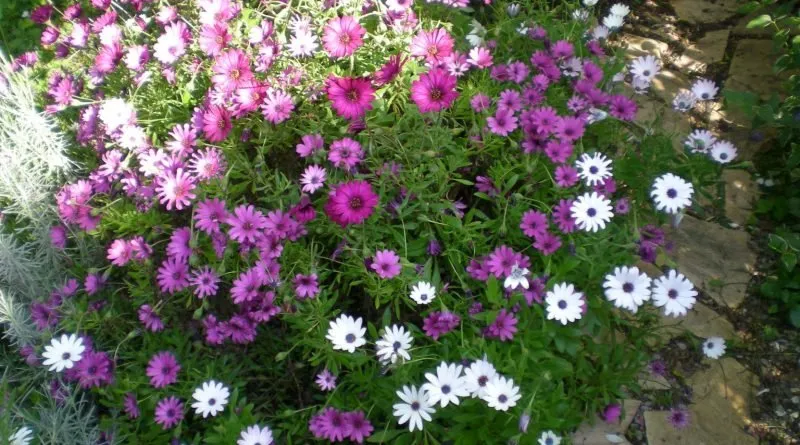 Professional landscaping services in Vista, CA by Edge Landscaping