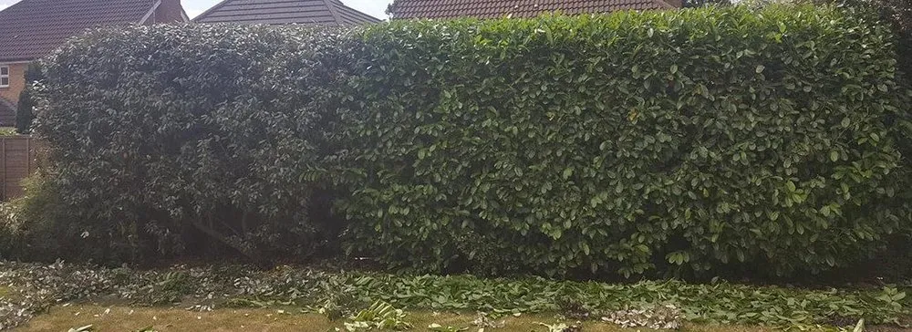 Trusted landscape design experts serving Vista, CA - Edge Landscaping