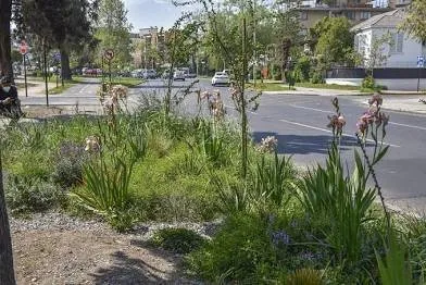 Custom outdoor landscaping in Vista, CA - Edge Landscaping