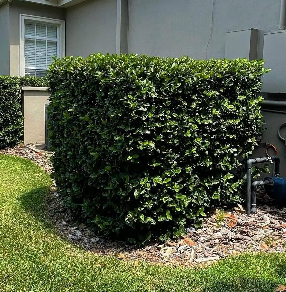 Trusted landscape installation in Ocoee, FL by Edge Lawn Care