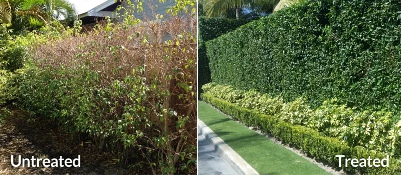Affordable residential landscaping with custom design across Miami, FL - Edgegreen Ornamental & Lawn Care
