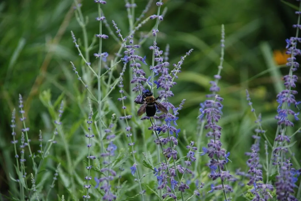 Affordable residential landscaping in Charlottesville, VA by Edgewood Gardens and Design